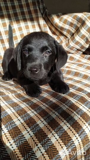 Щенки лабрадора ретривера