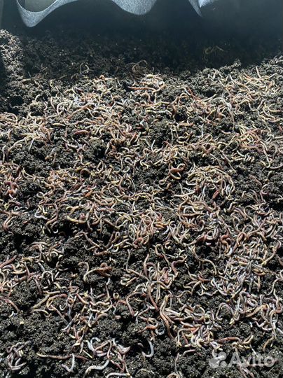 Червь дендробена