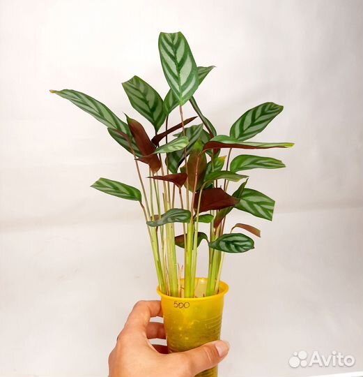 Ктенанта оппенгейма