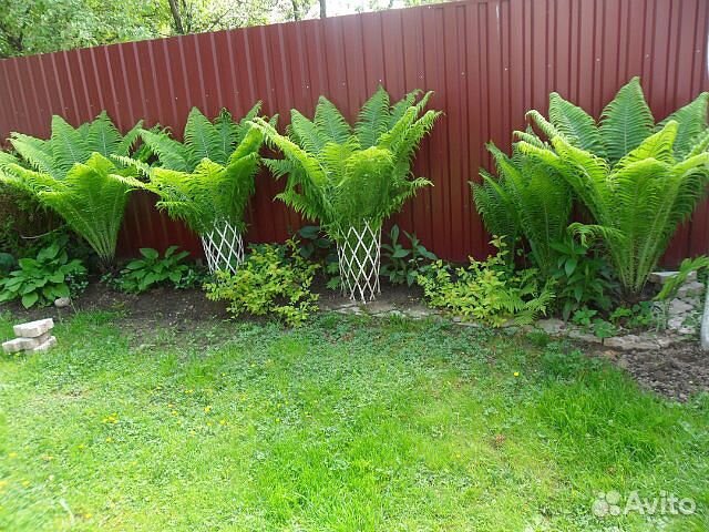 Папортник культурный