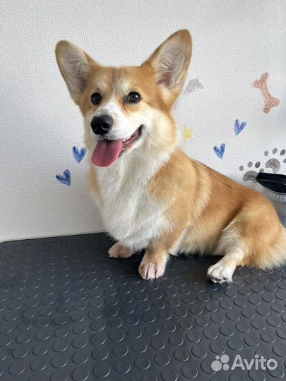 Грумер, экспресс линька собак