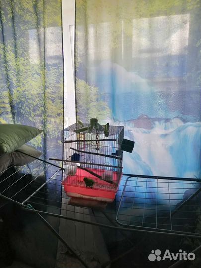 Попугай волнистик