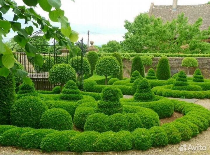 Топиарий Круглые фигуры