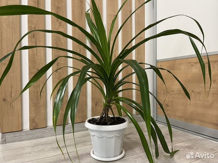 Панданус пальма комнатные цветы