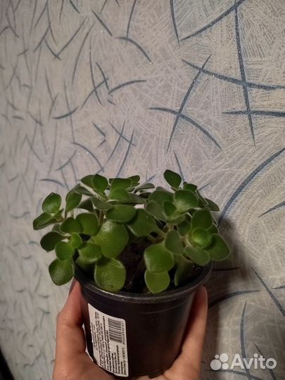 Комнатные цветы