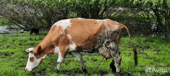 Корова дойная с теленком