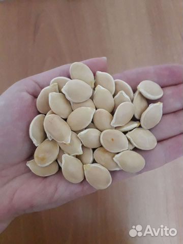 Семена тыквы розовый банан