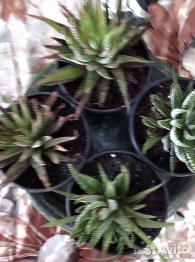 Хавортия полосатая. толстянка, кактус