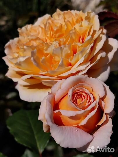 Розы корнесобственные частная коллекция Самовывоз