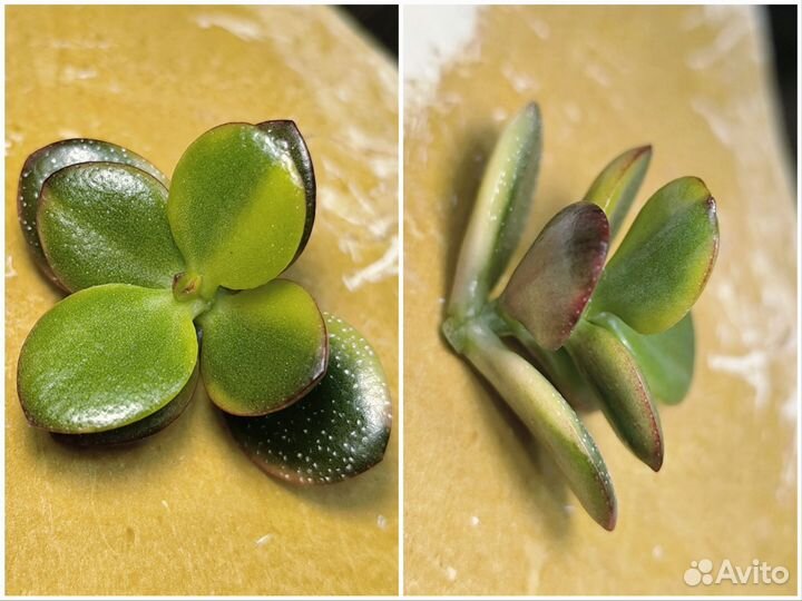 Крассула кросбис компакт, альба