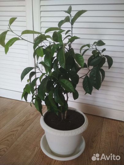 Мандариновое дерево