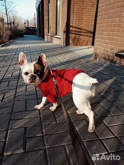 Выгул собак