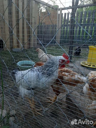 Петушки, Индюк