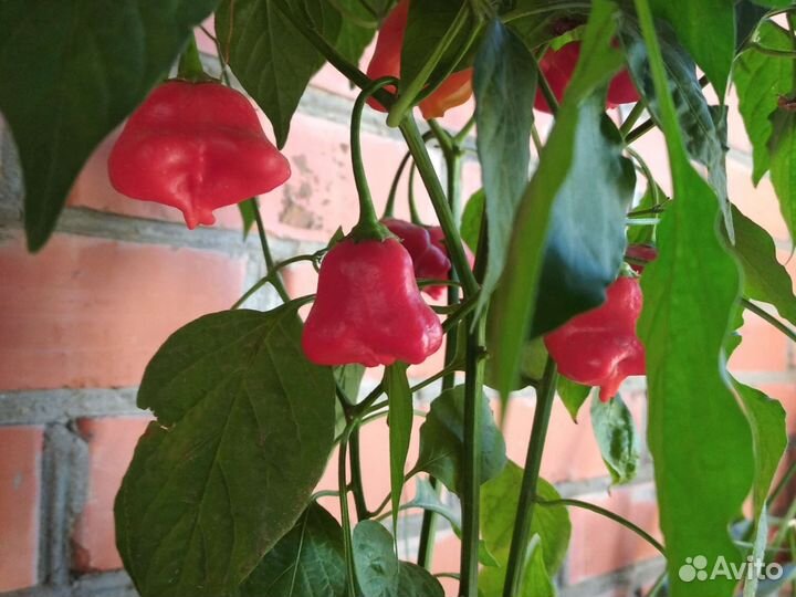 Семена разных перцев чили