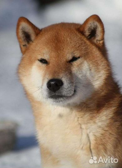 Сиба кобель в добрые руки