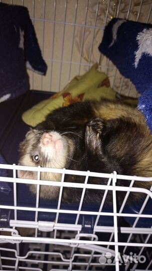 Хорек вязка