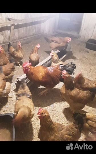 Инкубационное яйцо. Порода кучинская юбилейная