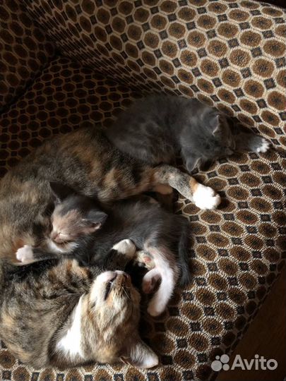 Котенок трехцветка