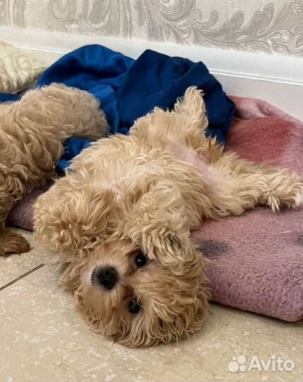 Щенки Мальтипу f1