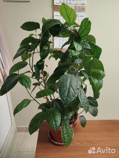 Клеродендрум томсона