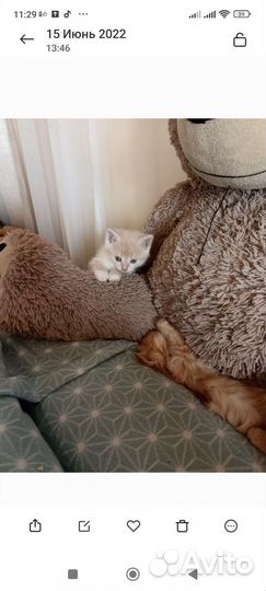 Кошка в дар бесплатно