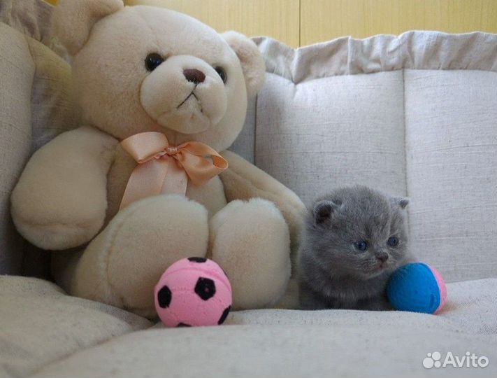 Британские котята