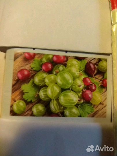 Малина Рубин Болгарский