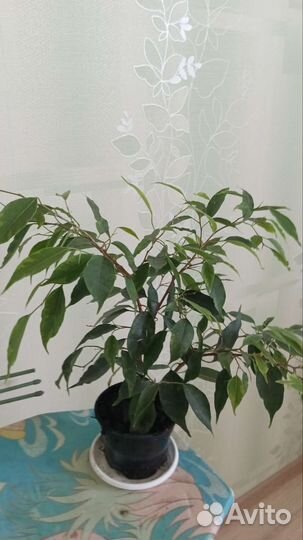 Фикус бенджамина