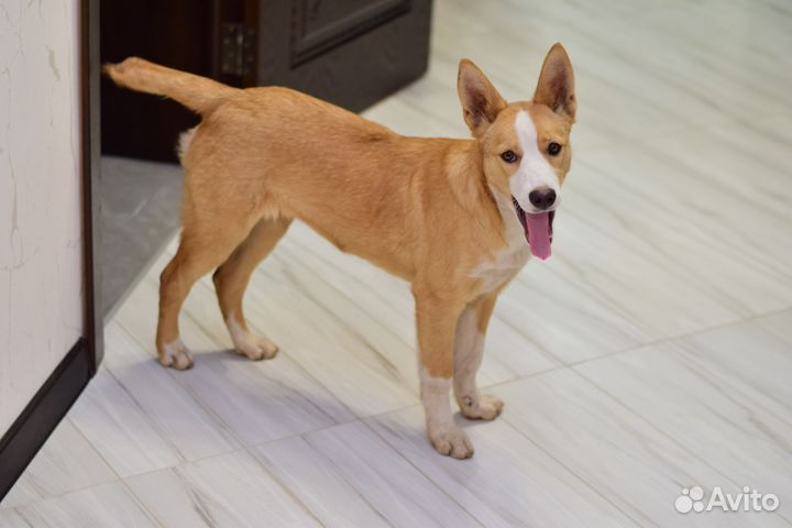 Рыжая девочка 5 мес