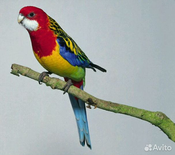 Попугаи розеллы,ожереловые,кореллы и др