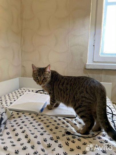 Умняшечка Утпала