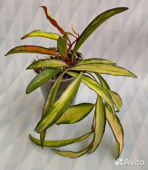 Хойя Вайети Триколор/Хойя «Wayetii Tricolor»