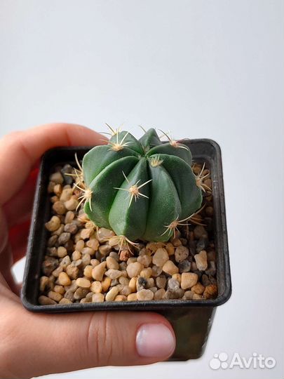 Кактусы, часть 2