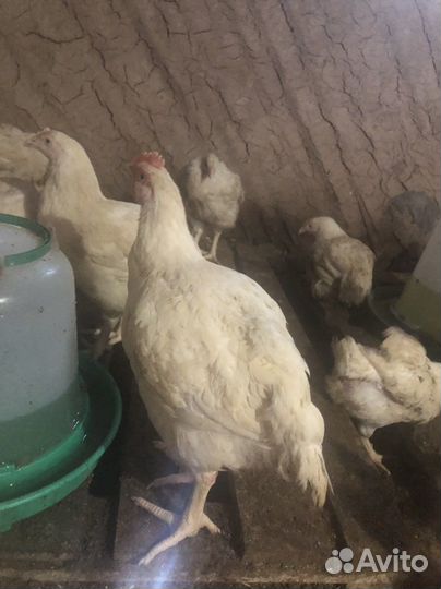Продажа домашней птицы