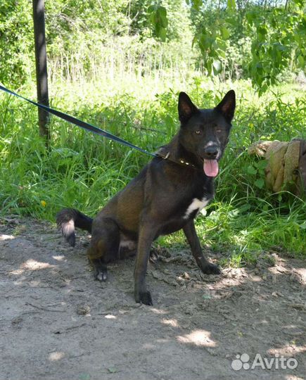 Собака в дар