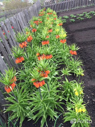 Рябчик императорский