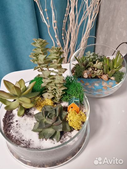 Флорариумс живыми растениями