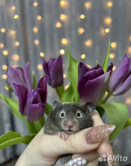 Сирийский хомяк