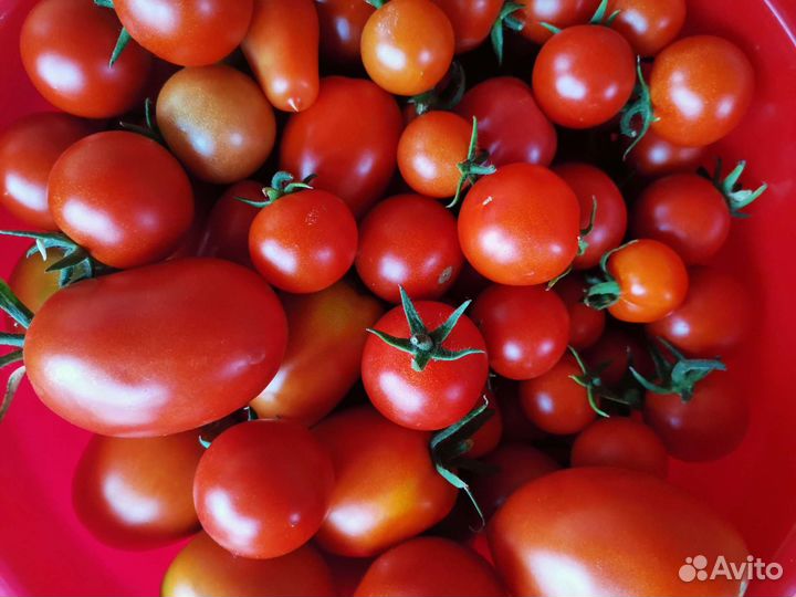 Помидоры