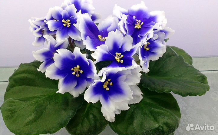 Фиалки сортовые