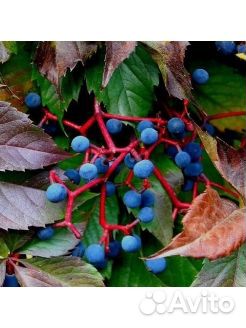 Девичий виноград (дикий), медуница