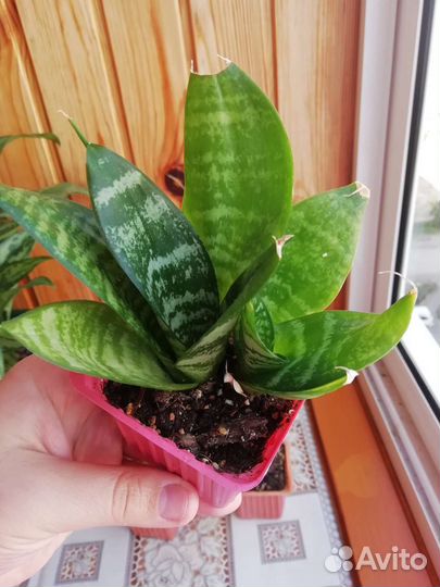 Сансевиерия ханни