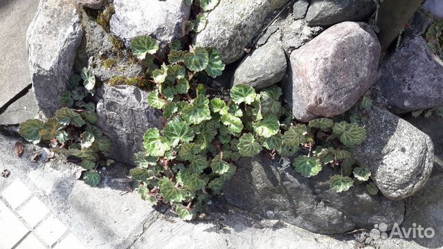 Камнеломка