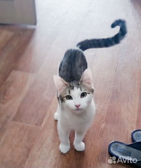 Котик в добрые руки