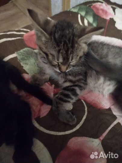 Кошка в дар