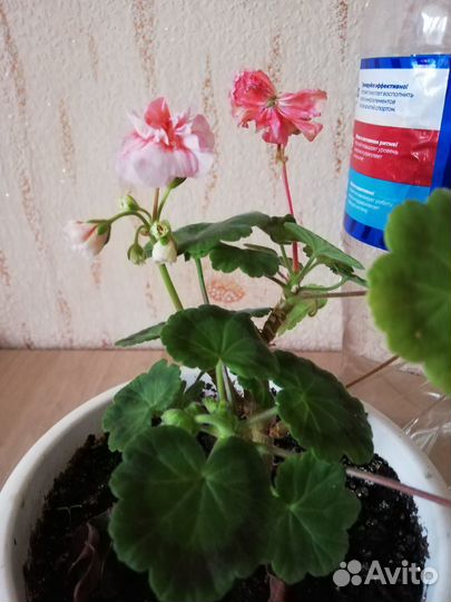 Цветы