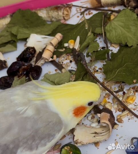 Копошилка для попугаев