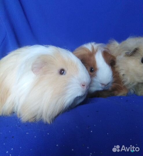 Породистые морские свинки