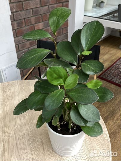 Пеперомия туполистная