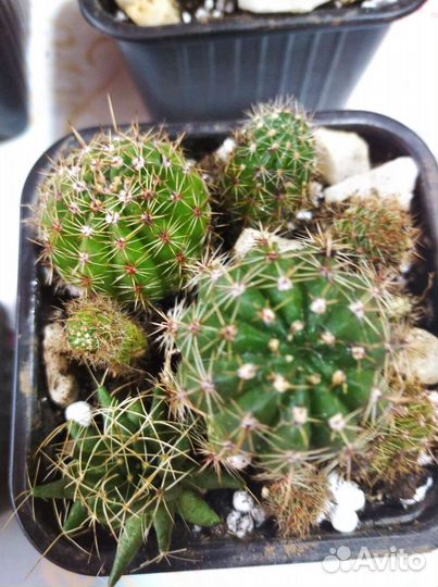 Кактусы, золотой ус и толстянка (денежное дерево)